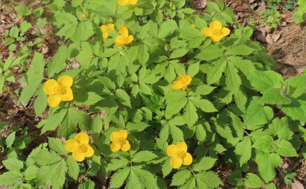 荷青花有毒嗎？養殖方法與注意事項解析